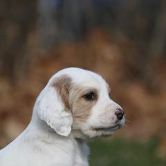 Border Collie, English Setter, and Miniature American Shepherd Puppies from First Harmony Farms