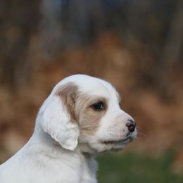 Border Collie, English Setter, and Miniature American Shepherd Puppies from First Harmony Farms
