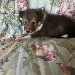 Star - Sable and white female Shetland Sheepdog puppy in Kerville, Texas from Cedar Hill Kennels