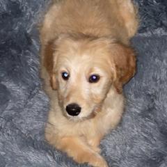 Goldendoodles and Poodles from Rainbow Poodles and Doodles of Oklahoma