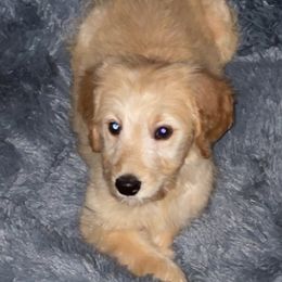 Goldendoodles and Poodles from Rainbow Poodles and Doodles of Oklahoma