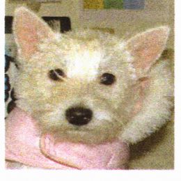 West Highland White Terrier Puppies from Westies of Creek's Bend