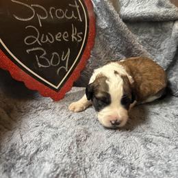 Sprout - Brown and white male Saint Berdoodle puppy in Traverse City, Michigan from Bare Paws Saint Berdoodles