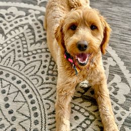 Dixie - Goldendoodle