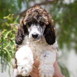 Parti Sable Male - Parti male Poodle puppy in Jacksonville, Florida from Lolo’s Aussiedoodle