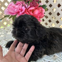 Echo - Black and white male Shih Tzu puppy in Victorville, California from Precioustzus