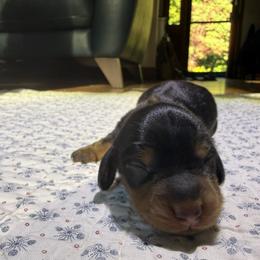 Dachshund Puppies from Little Doxie Farm