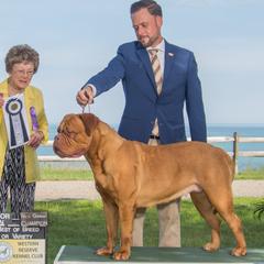 Dogues de Bordeaux from Doucette’s De Bordeaux