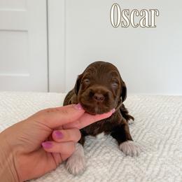 Oscar (Red Collar) - Chocolate male Goldendoodle puppy in Bell Buckle, Tennessee from Precious Puptown Doodles