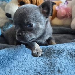 Scout - Blue and tan male Chihuahua puppy in Twin Bridges, Montana from FJW Chihuahuas
