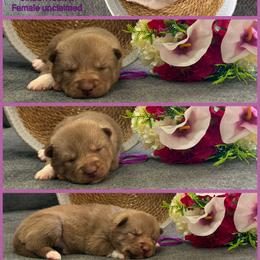 Jinbe - Red and white female Siberian Husky puppy in Canton, Ohio from Bleu Skies Siberian Huskies