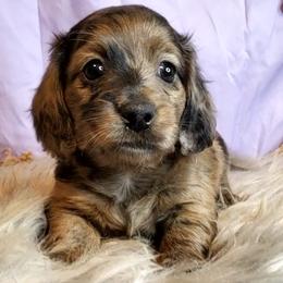 Honeybun - Chocolate and tan female Dachshund puppy in Aiken, South Carolina from Ming's Mongols