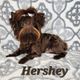 Hershey