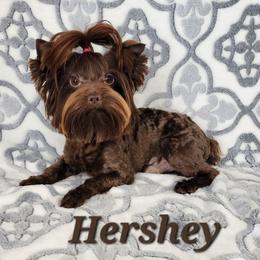 Hershey - Yorkshire Terrier
