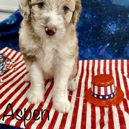 Aussiedoodle and Bordoodle Puppies from Holland Hilltop Farm