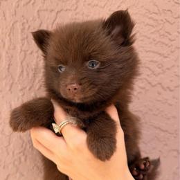 Hershey - Chocolate female Pomsky puppy in Spring Hill, Florida from Besties Paw Life