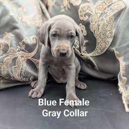 Desi - Blue female Weimaraner puppy in Evart, Michigan from Drehbar Weimaraners
