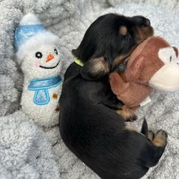 Boy 3 Aston - Black and tan male Dachshund puppy in Oscoda, Michigan from Northland Dachshunds