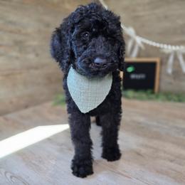 Wyatt - Black male Goldendoodle puppy in Woodburn, Indiana from DNLS Doodle Puppies