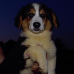 American Corgi and Pembroke Welsh Corgi Puppies from Kates Corgis