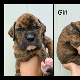 Joan - Brindle female Boxer puppy in Lutz, Florida from Brooklyn's Boxer's