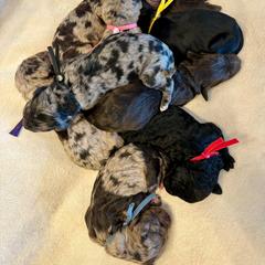 Newfypoo Puppies from Two Sisters Ranch, LLC