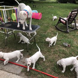 Dogo Argentino and Greyhound Puppies from Wayward Dogos and Hounds