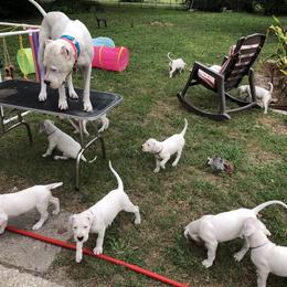 Dogo Argentino and Greyhound Puppies from Wayward Dogos and Hounds