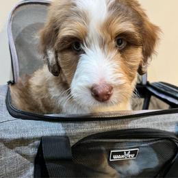 Aussiedoodle and Goldendoodle Puppies from Junipersdoodles