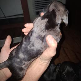 JOSE' - Dapple male Dachshund puppy in Paducah, Kentucky from Donette's Doxies