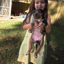 Catahoula Leopard Dog Puppies from Magnolia Farms Kennel