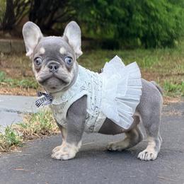 Sadie - Tricolors female French Bulldog puppy in Millstone Township, New Jersey from Couture_frenchies_and_pomeranian