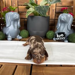 Violet - AKC - Dapple female Dachshund puppy in Miami, Florida from Oscar's Dachshunds