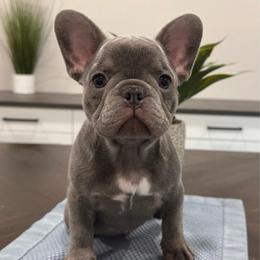 Lilac - Blue male French Bulldog puppy in Smithfield, North Carolina from Roughneck Frenchies