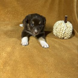 Red tri girl 1 - Red tri-color female Australian Shepherd puppy in Clinton, Tennessee from Liza’s Aussies & Poms