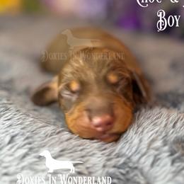 Chocolate and Tan - Chocolate and tan male Dachshund puppy in Rainier, Oregon from Doxies in Wonderland