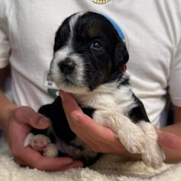 Woody - Tri-color male Bernedoodle puppy in Ferguson, North Carolina from Elevated Standards NC
