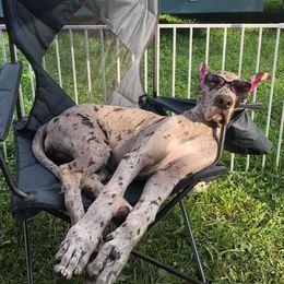 French Bulldogs and Great Danes from Pink Star Danes and French Bulldogs