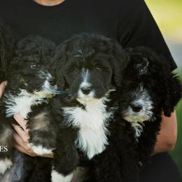 Bernedoodle and Sheepadoodle Puppies from Cooper Creek Puppies