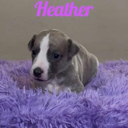 Girl 2 - Blue brindle female Whippet puppy in Brooksville, Florida from Phasion Whippets Kimberly & Paul Norton Sr.
