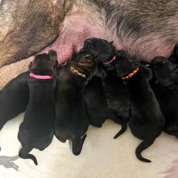 German Shepherd Puppies from Di Massimo Canile