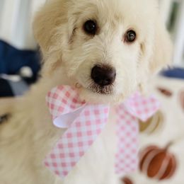Goldendoodle Puppies from Thompson Creek Doodles