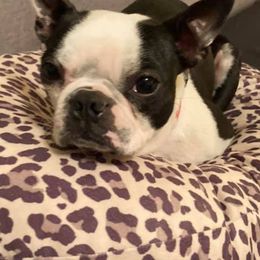 Boston Terriers from Oster Paws Boston Terriers