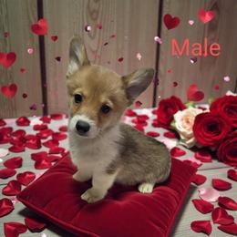 Male 1 - Red male Pembroke Welsh Corgi puppy in Unicoi, Tennessee from East Tennessee Clark Corgis