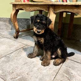 Airedale Terrier Puppies from Cool Hand Luke Kennels