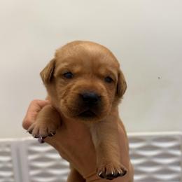 Anna Pink Collar - Yellow female Labrador Retriever puppy in Elloree, South Carolina from Moonlight Kennels LLC