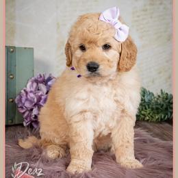Jane - Apricot female Goldendoodle puppy in Connersville, Indiana from Deaz Doodle Ranch