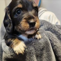Fudge - Black and tan male Dachshund puppy in Grants Pass, Oregon from Climate City Doxies