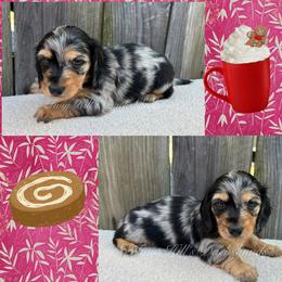 Latte - Dapple female Dachshund puppy in Jonesboro, Illinois from Twin Hills Dachshunds
