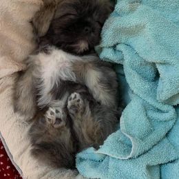 Shih Tzu Puppies from Precious Tzu Crew
